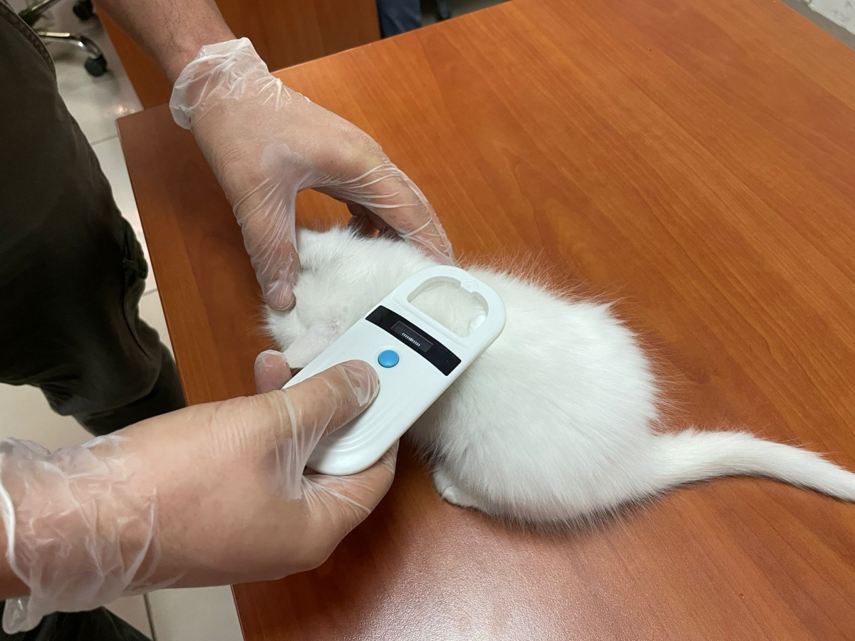 Siirt'te 249 kedi ve köpek mikroçip uygulaması ile kayıt altına alındı