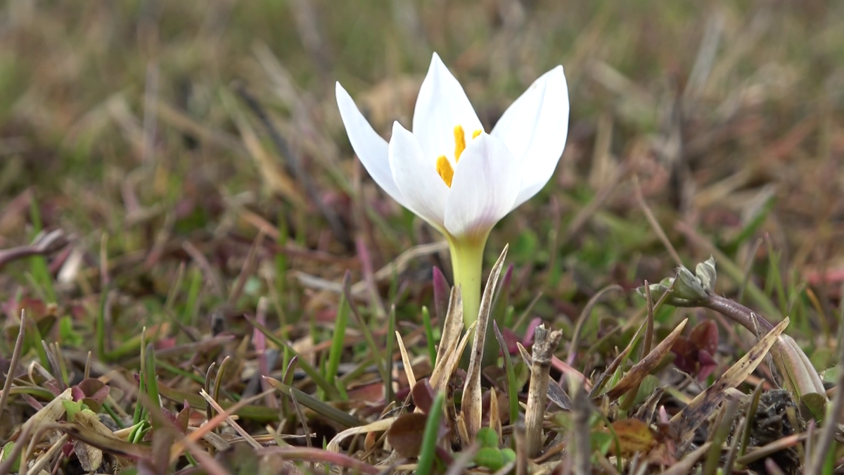 Muş Ovası açan Kardelen Çiçekleriyle büyülüyor, Çiçekleri koparmanın cezası 387 bin 142 TL oldu 