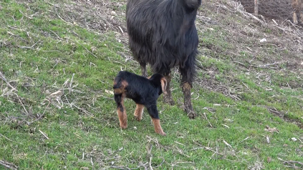Muş'ta bir keçi 3 ayaklı oğlak doğurdu