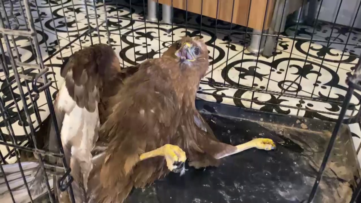 Kars'ın Susuz ilçesinde yaralı bulunan kızıl şahin, tedavi altına alındı 