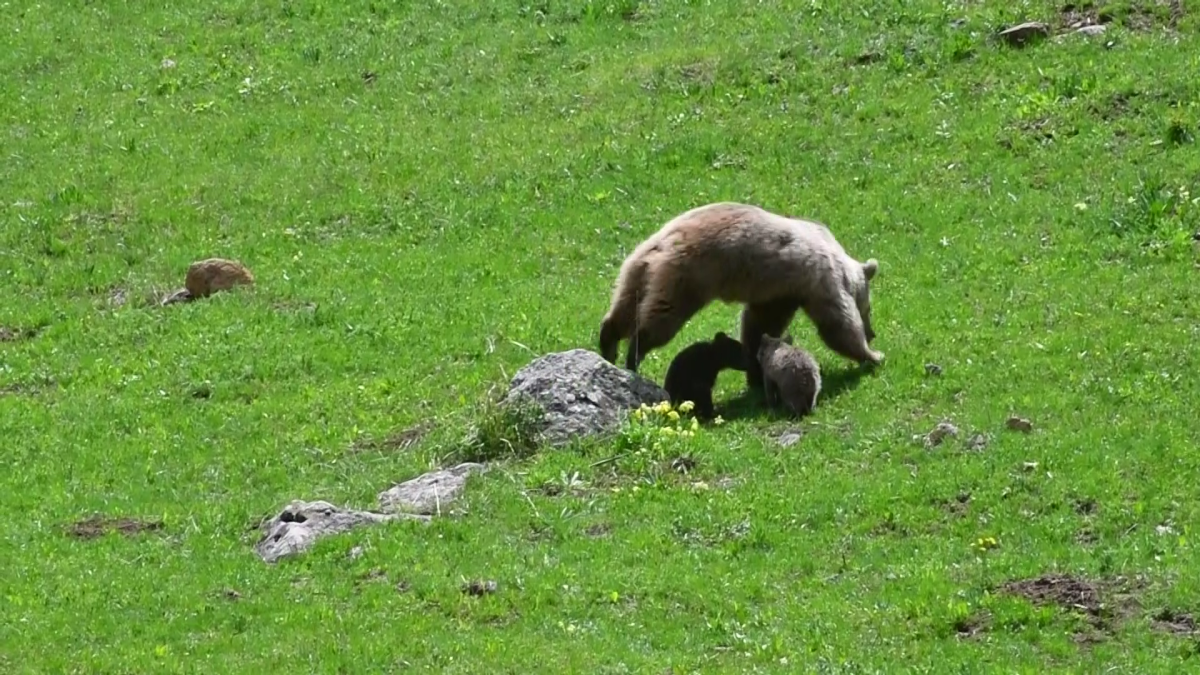 Bahar Geldi Doğa Canlandı Sarıkamış'ta bir bozayı ile 2 yavrusu doğada görüntülendi