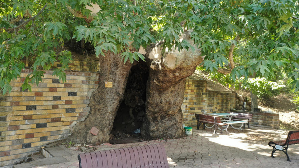 ÇINARIN KÖKLERİNDEN ÇIKAN KAYNAK SUYU, KÖYÜN İÇME SUYUNU KARŞILIYOR