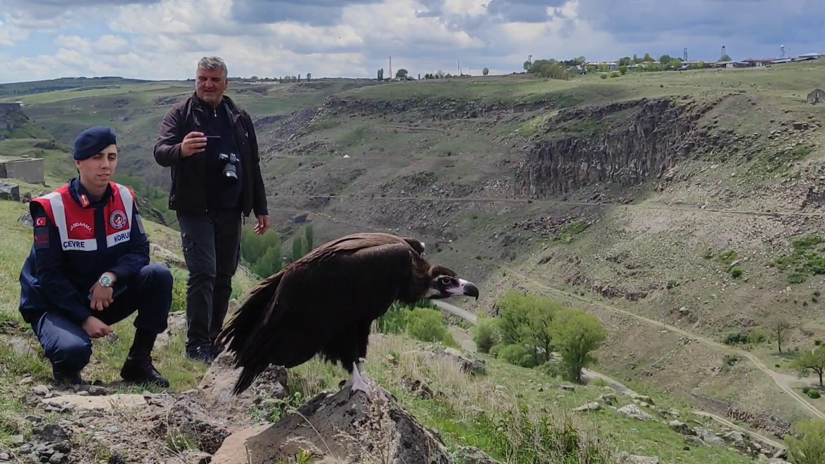 Kars'ta, doğada güçsüz olarak bulunup tedavileri tamamlanan kara akbaba ve bozkır kartalı doğaya bırakıldı.
