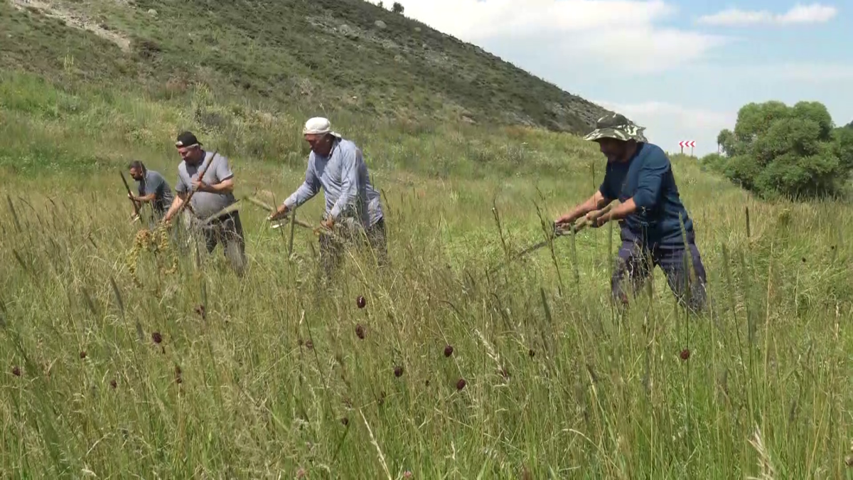 Kars’ta çiftçilerin imece usulü ot biçme mesaisi başladı