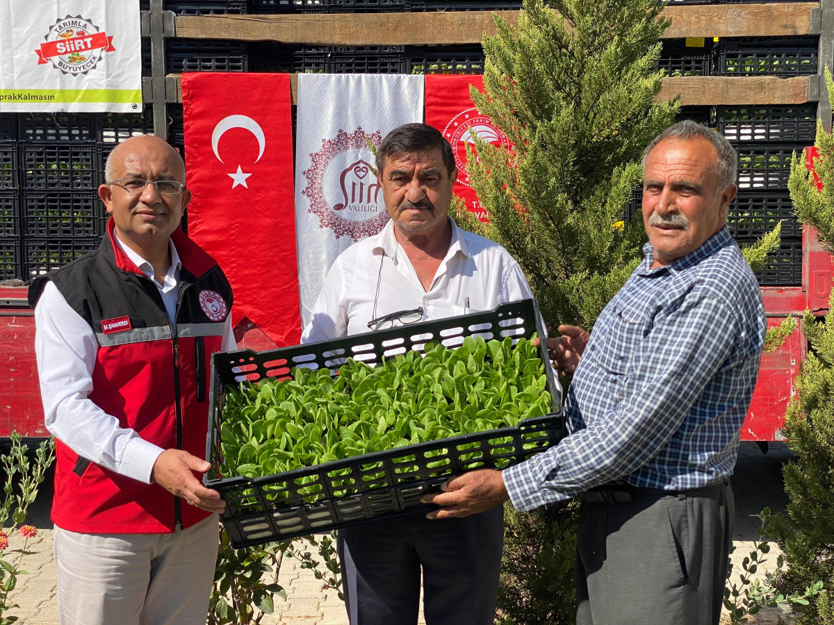 Siirt Tarım ve Orman Müdürlüğü 50 Üreticiye Marul  Karnabahar Fidesi Dağıttı
