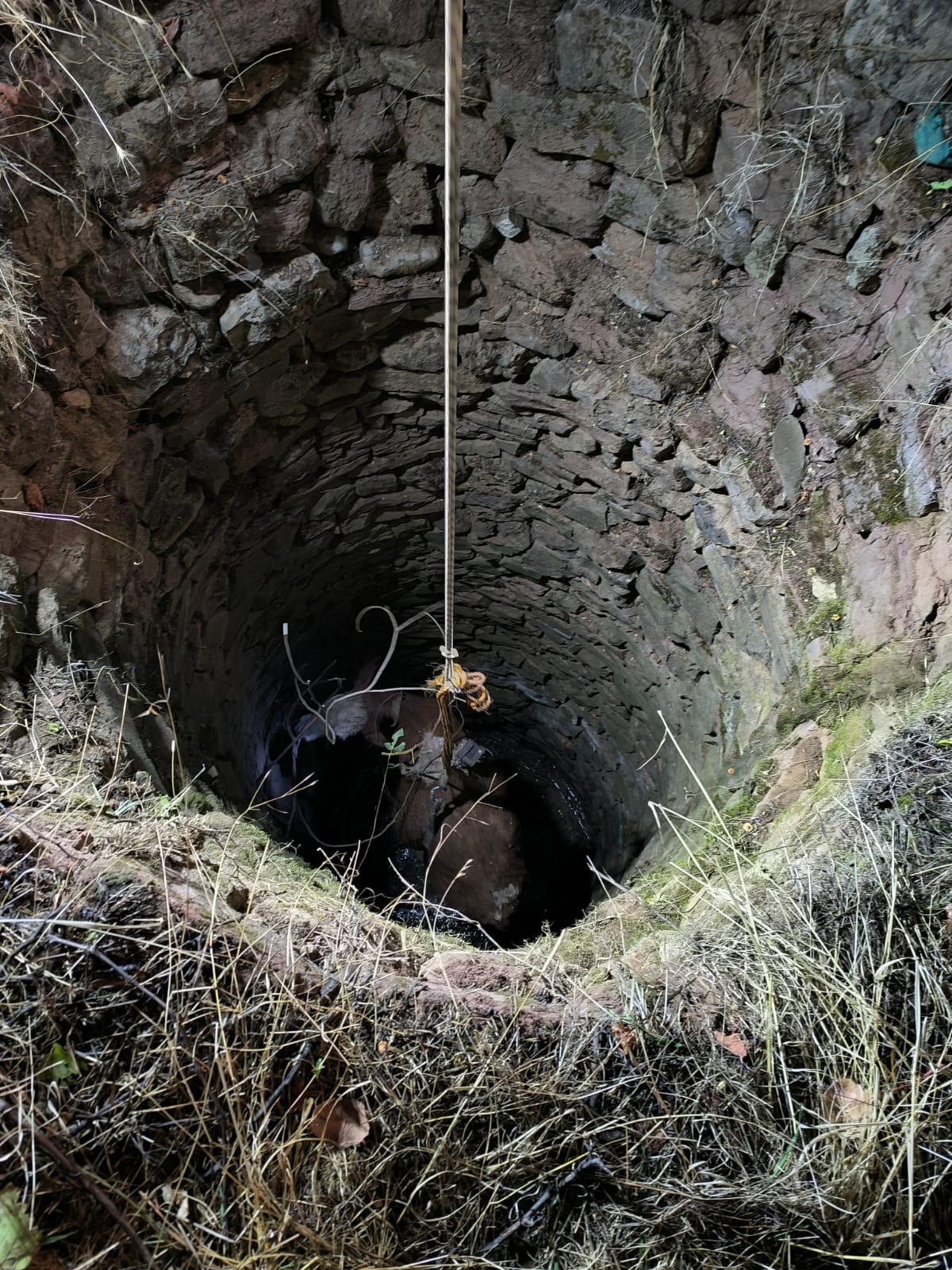 SİİRT BAYKANDA KUYUYA DÜŞEN BÜYÜK BAŞ HAYVAN KURTARILDI
