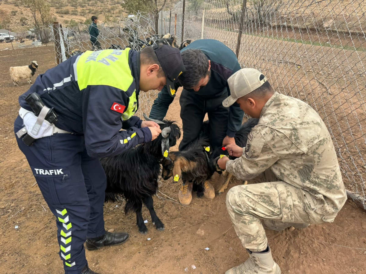 SİİRT JANDARMASI KAZALARI ÖNLEMEK İÇİN SAHADA: SÜRÜ HAYVANLARINA REFLEKTİF BANT TAKILDI