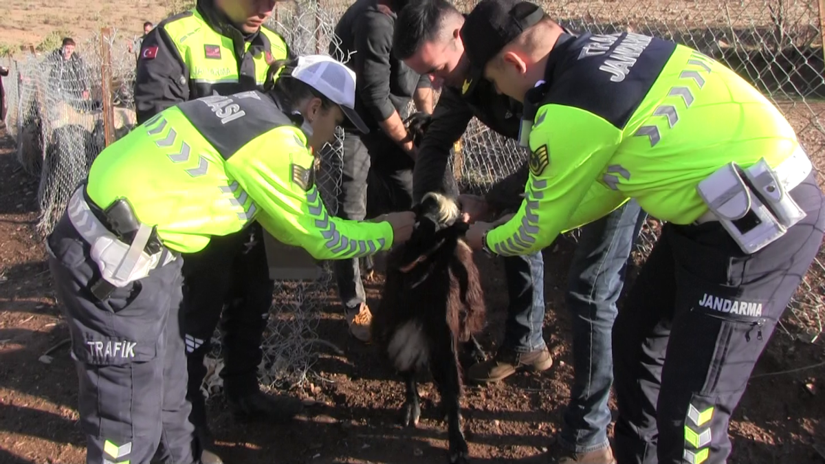 JANDARMASI KAZALARI ÖNLEMEK İÇİN SÜRÜ HAYVANLARINA REFLEKTİF BANT TAKIYOR