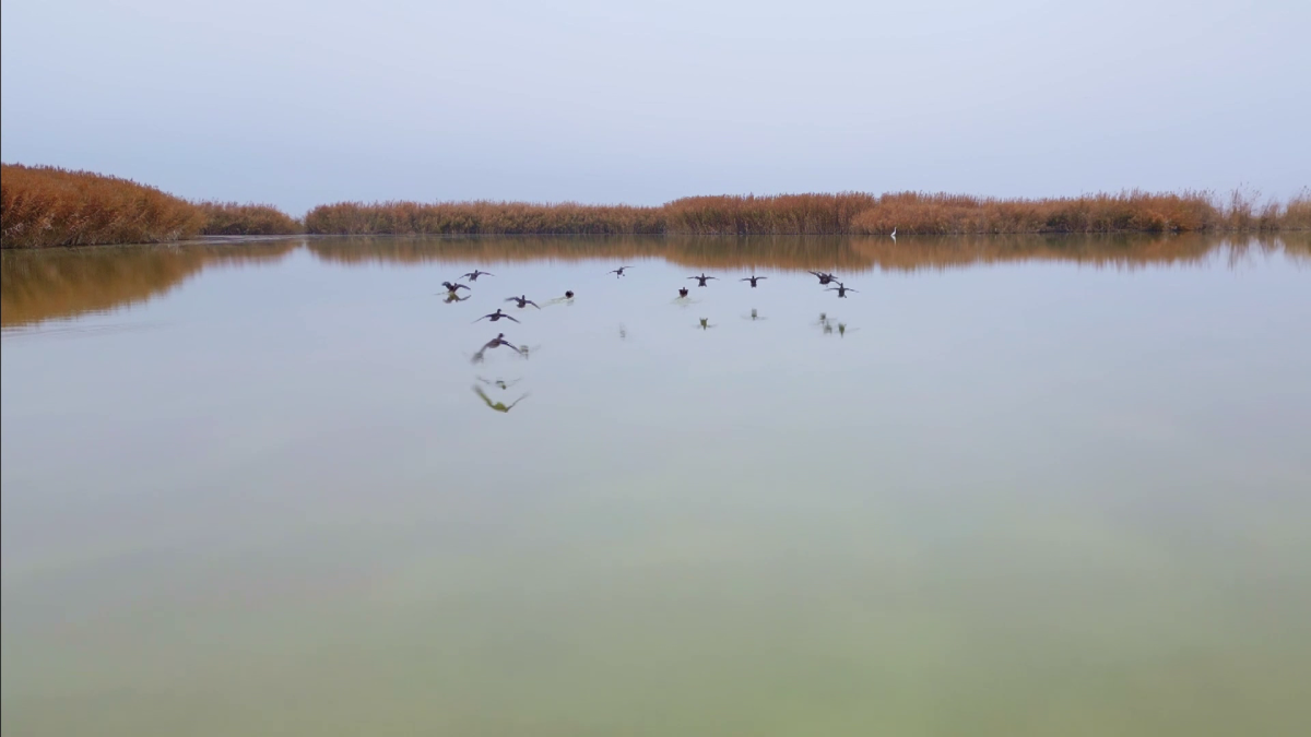 Bitlis'ten göç etmeyen kuşlar sıcak sulara sığındı