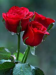 Günün Hasbihal Sohbeti ; Dininde İhlâslı Ol!