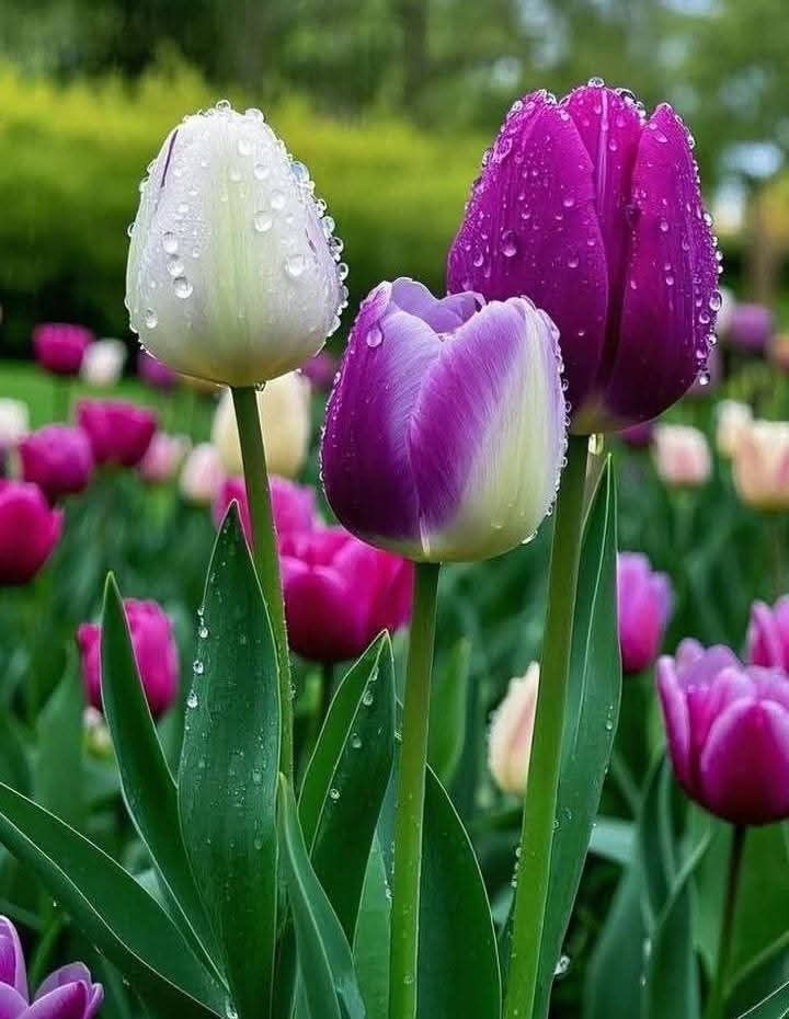 Günün Hasbihal Sohbet ; Geldiğin Yoldan Geri Dön!