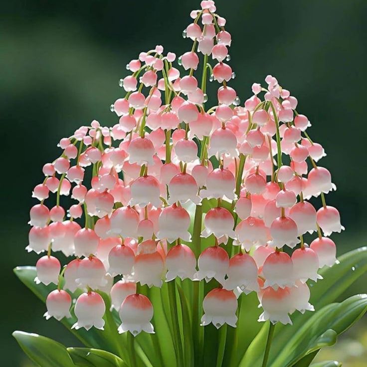 Günün Hasbihal Sohbet : Sana Merhamet Suyu Gerekli