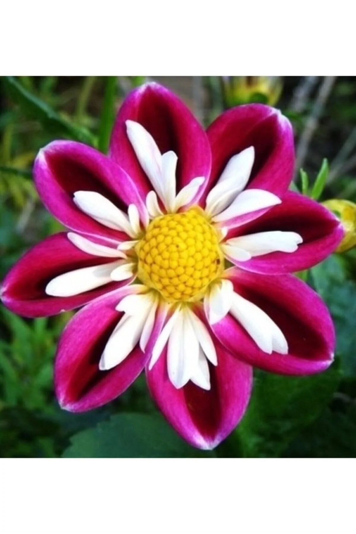 Günün Hasbihal Sohbeti ; Hâlis Kulluğun Özü