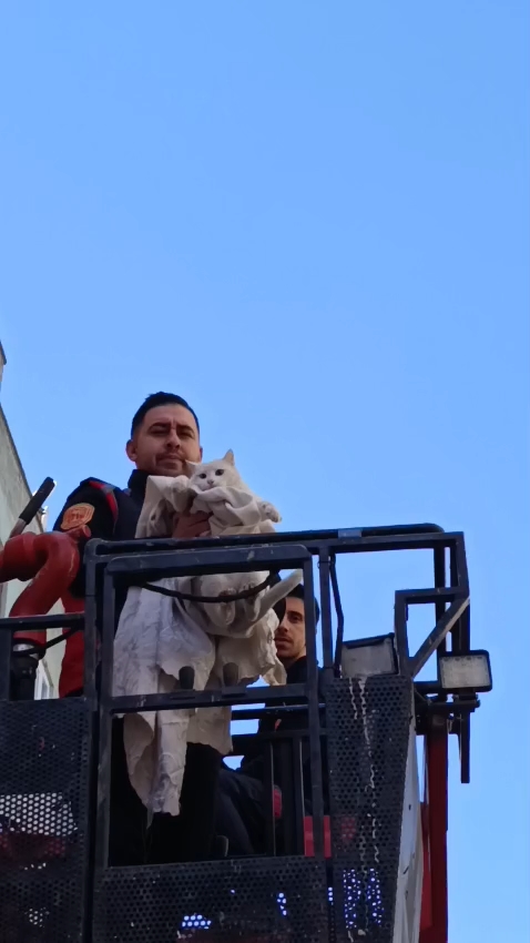 Siirt’te 3 Gündür Mahsur Kalan Kedi İtfaiye Tarafından Kurtarıldı