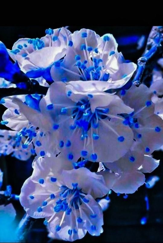 Günün Hasbihal Sohbeti ; Gönül Olgunluğu