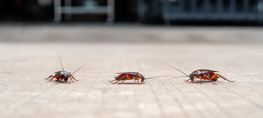 Hamam böceği neden olur? Hamam böceği nasıl yok edilir?