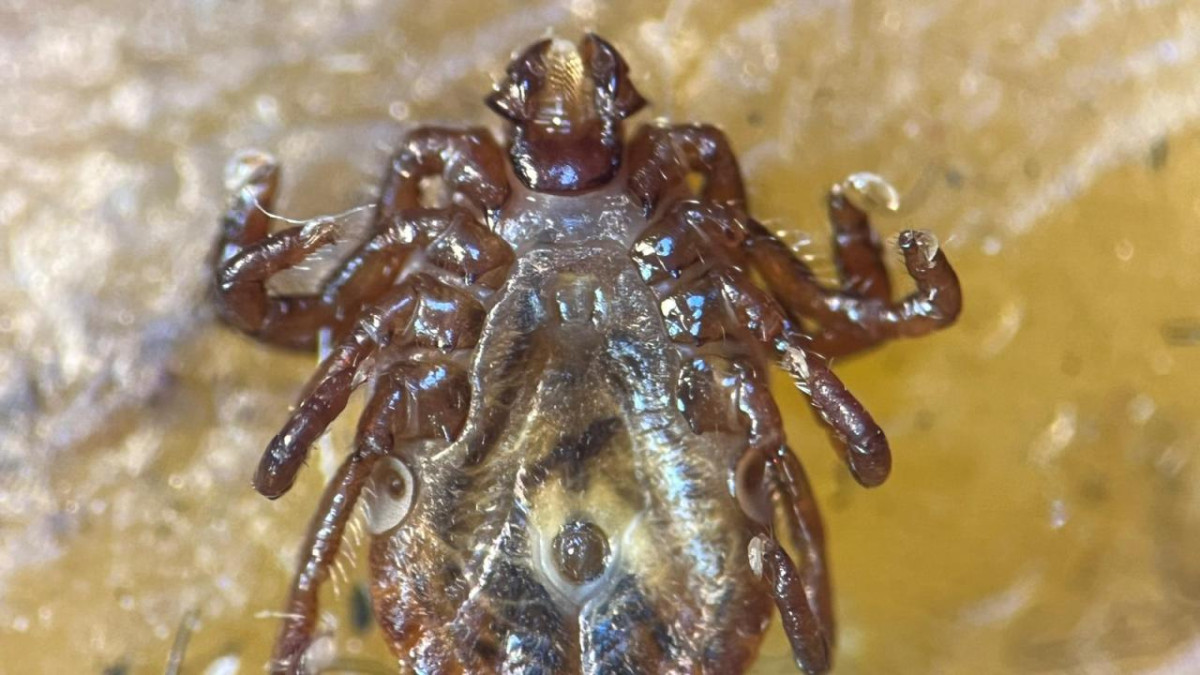 Türkiye'de yeni kene türü tespit edildi: 30'dan fazla hastalık etkeni taşıyor