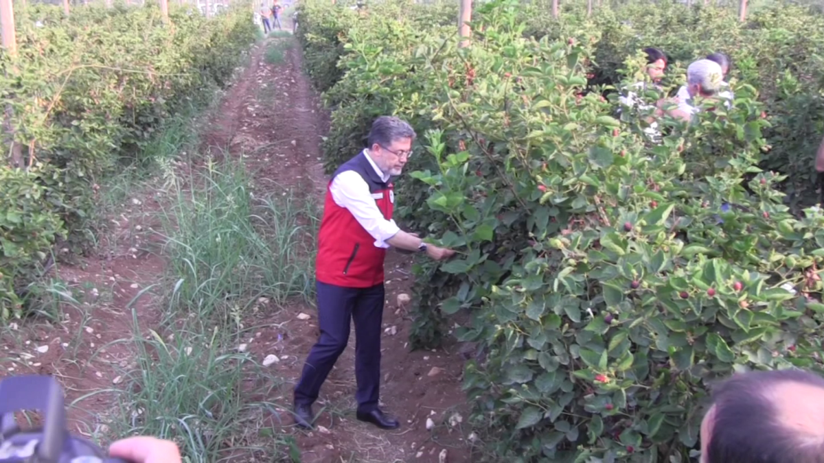 Tarım ve Orman Bakanı İbrahim Yumaklı Siirt Gökdoğan köyü Yunuslar mezrasında 280 dekar alan üzerinde kurulan böğürtlen bahçesinde böğürtlen hasadına katıldı