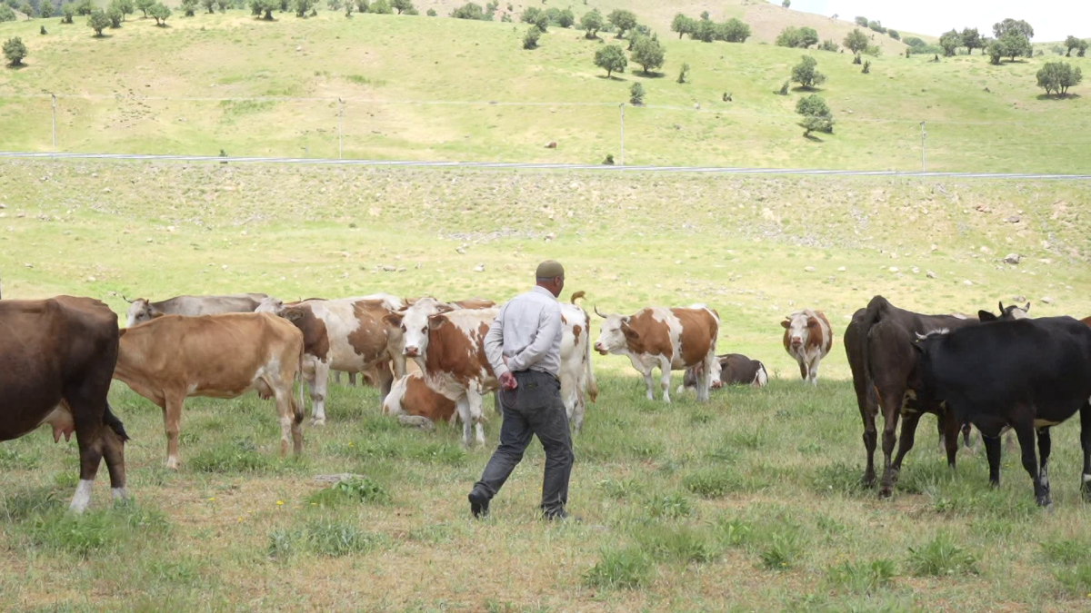 Muş’ta Bir çoban 3 ay için 1 milyon TL istedi