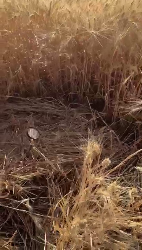 Daha Nelerle Karışılacağız Viranşehir’de Şok Eden Olay Buğday Tarlasına Sabotaj Düzeneği! Bulundu 