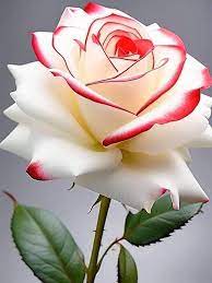 Günün Hasbihal Sohbeti ; Merhamet