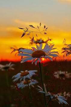 Günün Hasbihal Sohbeti ; Allah’ın Sevdiği Kullardan Olabilmek