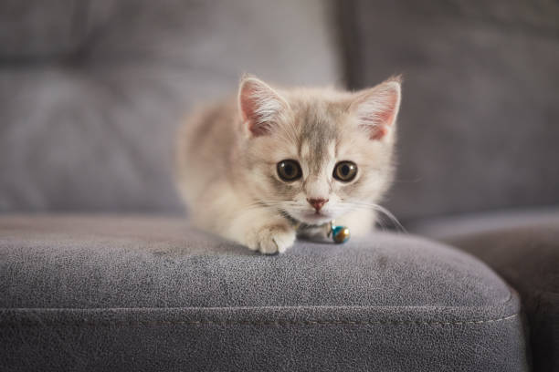 Kedi tüyü zararlı mı? 