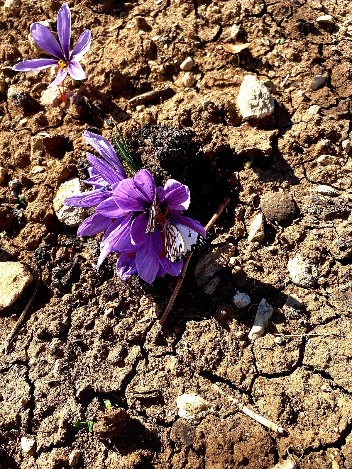 Siirt’te tarımsal üretimde çeşitliliği artırmaya yönelik önemli bir adım atılarak, kentte ilk kez safran bitkisi başarıyla yetiştirildi.