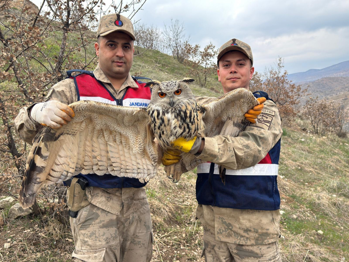Eruh'ta Yaralı Halde  Bulunan Nesli Tükenmekte Olan Kulaklı Baykuş Koruma Altına Alındı. 