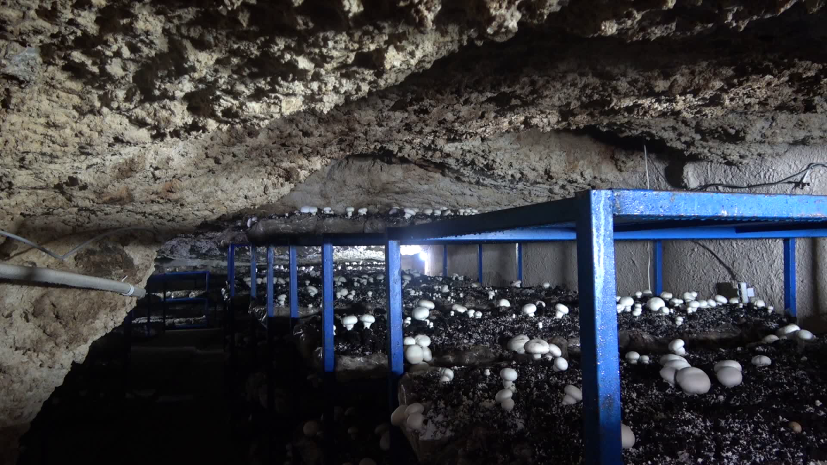  mağara mantar bahçesine dönüştü