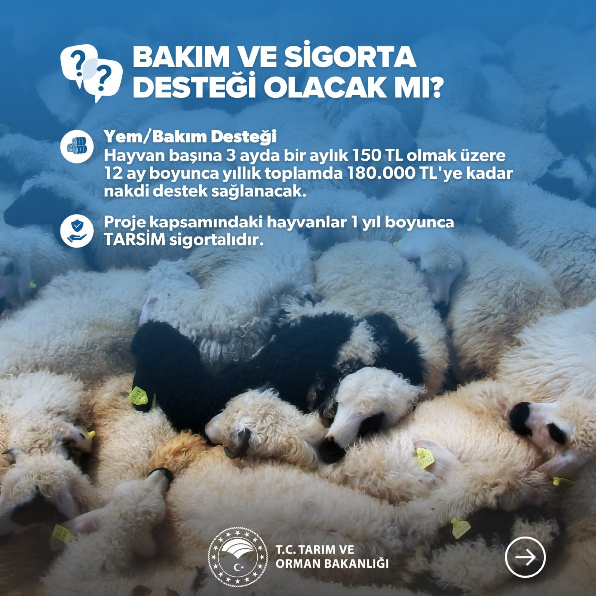 Kırsalda Bereket, Küçükbaşa Destek Projesi Başlıyor